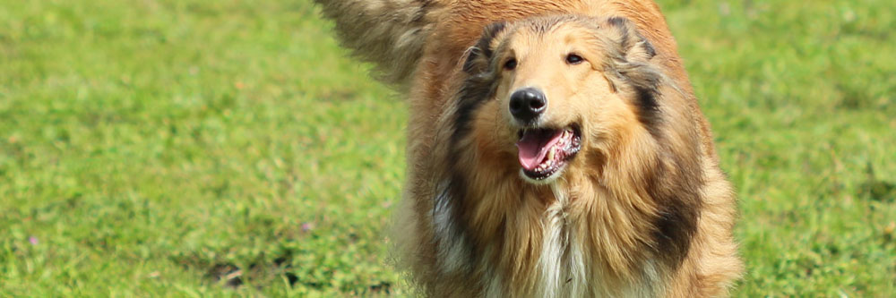 banner-Sorgenkind Rosi