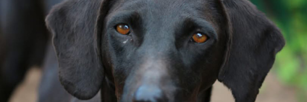 banner-Unsere Marzipan