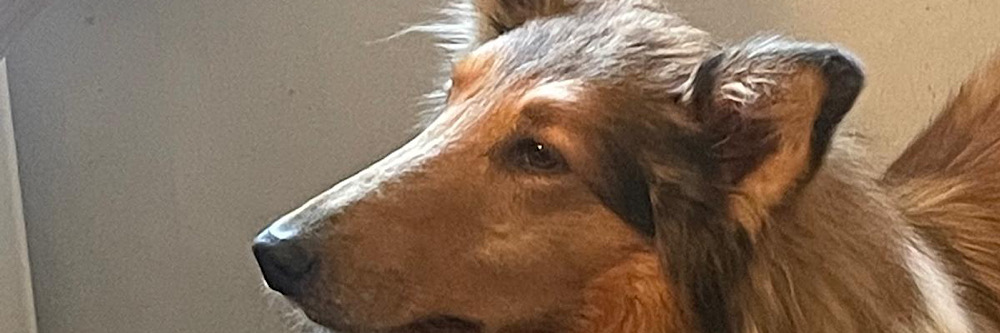 banner-Unsere Susi